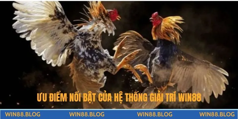 Đá Gà - Đấu Trường Chọi Kê Đỉnh Cao Hấp Dẫn Tại Nhà Cái