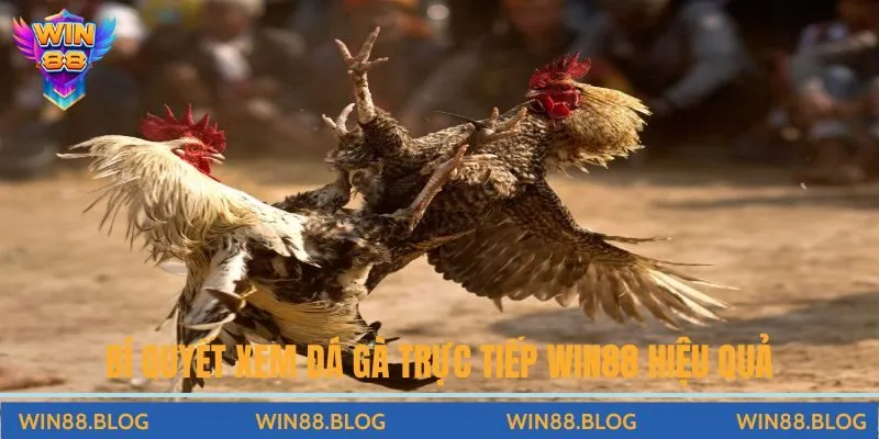 Xem Đá Gà Trực Tiếp Win88 – Trải Nghiệm Giải Trí Đỉnh Cao
