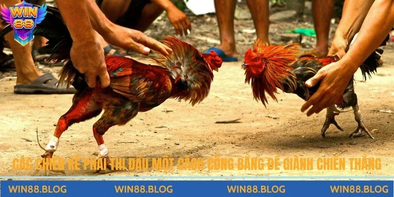 Tất Tần Tật Về Luật Chơi Đá Gà Thomo Chi Tiết Và Quy Định