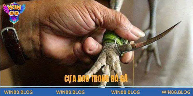 Các Loại Cựa Sắt Trong Đá Gà - Đặc Điểm Và Các Lựa Chọn