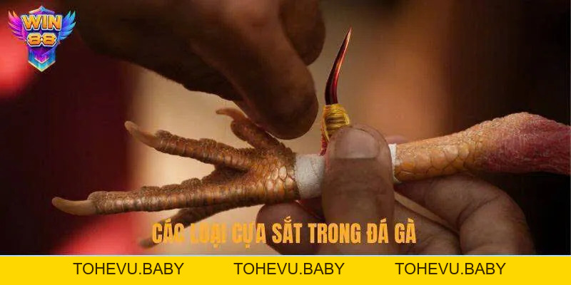 Đá Gà - Đấu Trường Chọi Kê Đỉnh Cao Hấp Dẫn Tại Nhà Cái
