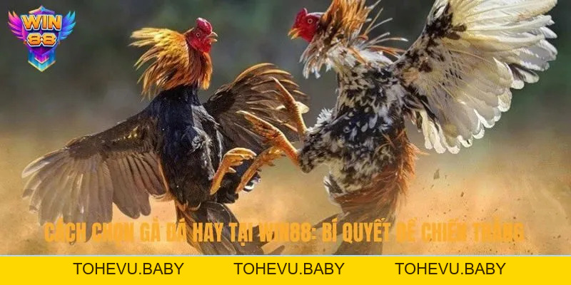 Đá Gà - Đấu Trường Chọi Kê Đỉnh Cao Hấp Dẫn Tại Nhà Cái