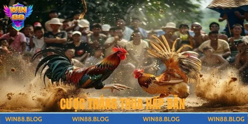 Xem Đá Gà Trực Tiếp Win88 – Trải Nghiệm Giải Trí Đỉnh Cao