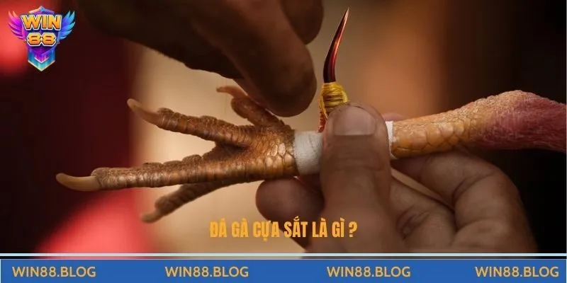 Kỹ Thuật Nuôi Gà Chọi Đá Cựa Sắt Hiệu Quả Cho Anh Em