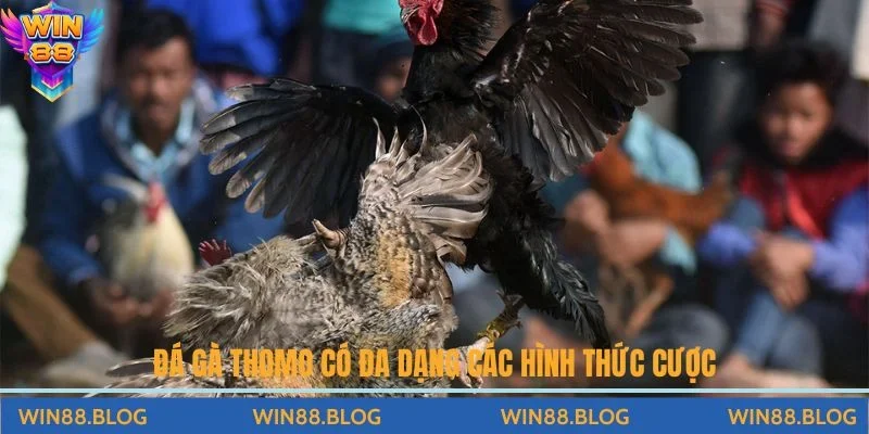 Tất Tần Tật Về Luật Chơi Đá Gà Thomo Chi Tiết Và Quy Định