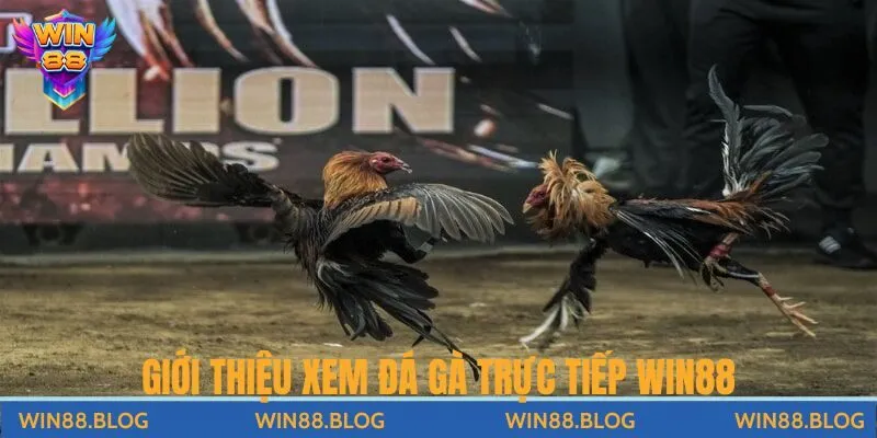 Xem Đá Gà Trực Tiếp Win88 – Trải Nghiệm Giải Trí Đỉnh Cao