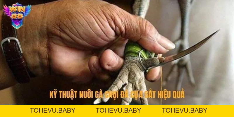 Đá Gà - Đấu Trường Chọi Kê Đỉnh Cao Hấp Dẫn Tại Nhà Cái