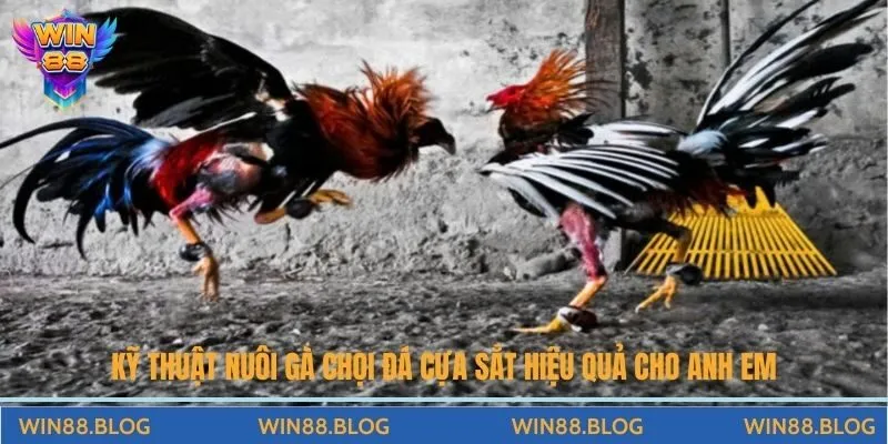 Kỹ Thuật Nuôi Gà Chọi Đá Cựa Sắt Hiệu Quả Cho Anh Em