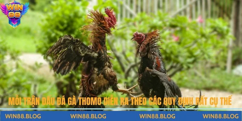 Tất Tần Tật Về Luật Chơi Đá Gà Thomo Chi Tiết Và Quy Định