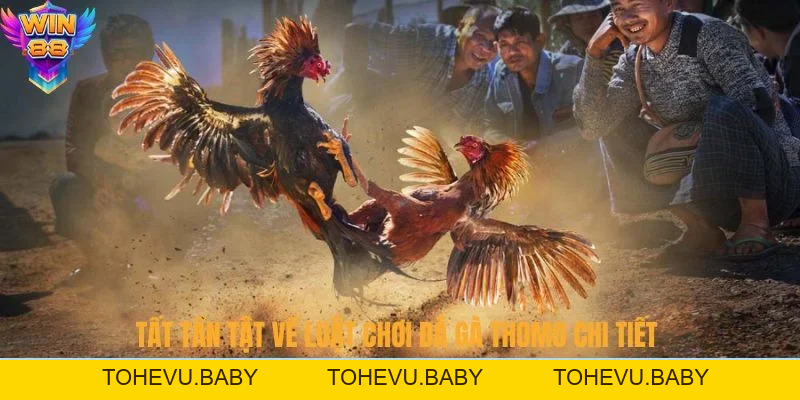 Đá Gà - Đấu Trường Chọi Kê Đỉnh Cao Hấp Dẫn Tại Nhà Cái
