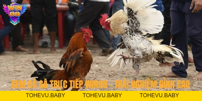 Đá Gà - Đấu Trường Chọi Kê Đỉnh Cao Hấp Dẫn Tại Nhà Cái